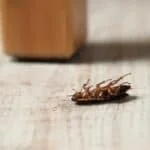 Cockroach Playing Dead