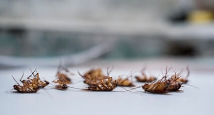 Do cockroaches release pheromones when killed?