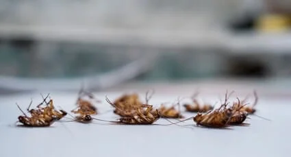 Do cockroaches release pheromones when killed?