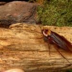 american cockroach interesting facts