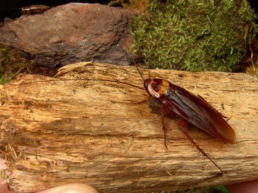 american cockroach interesting facts