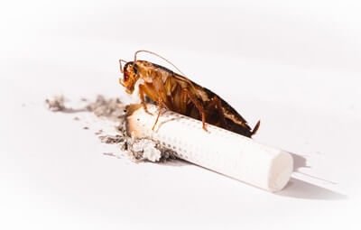 are cockroaches attracted to cigarettes?
