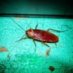 are cockroaches attracted to paint?