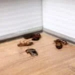 are cockroaches heat resistant?