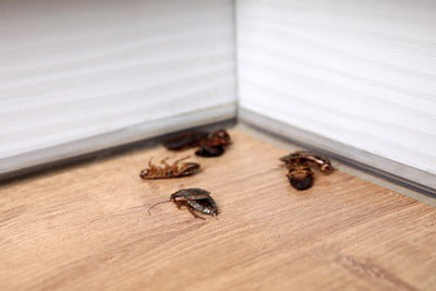 are cockroaches heat resistant?