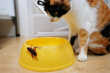 are cockroaches safe for cats to eat?
