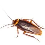 are there bugs that resemble cockroaches?