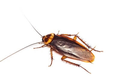 2024 Guide: Identifying Bugs That Look Like Roaches – Mistaken Identity Explained