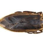 are water bugs the same as cockroaches?
