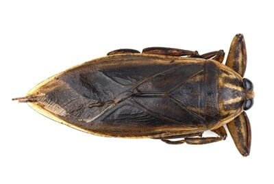 are water bugs the same as cockroaches?
