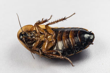 are wood roaches the same as cockroaches?