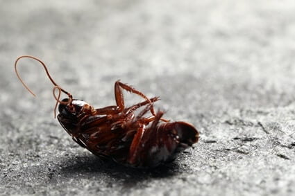 at what temperature will cockroaches die?