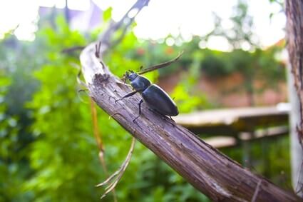 beetles that resemble cockroaches