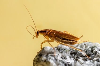 can baby cockroaches jump?