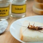 can baking powder kill cockroaches?