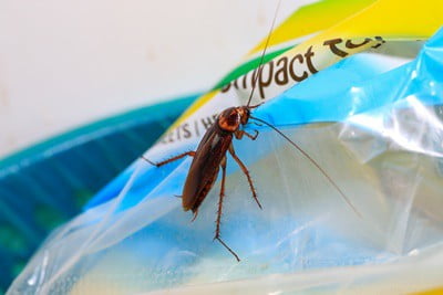 can cockroaches bite through plastic?