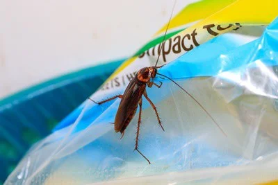 can cockroaches bite through plastic?