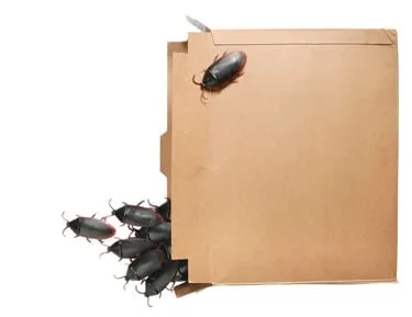 can cockroaches chew through cardboard?