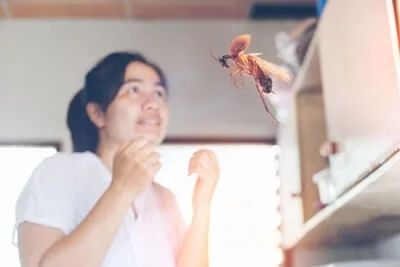 هل يمكن للصراصير تدمير منزلك؟