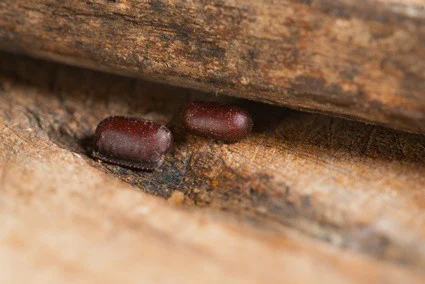 can cockroaches lay eggs in your ear?
