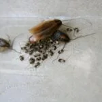 can cockroaches reproduce on their own?