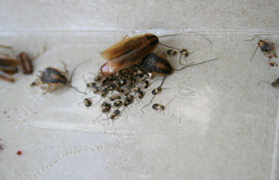 Do Cockroaches Need a Mate To Reproduce? - Cockroach Zone