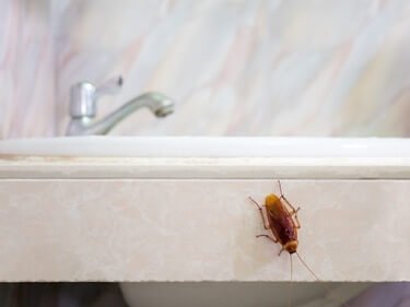 can cockroaches swim underwater?