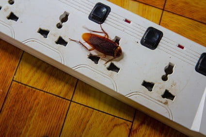 can roaches cause electrical fires?