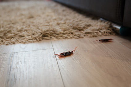 can roaches travel from house to house?