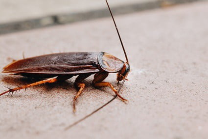 cockroach defense mechanism