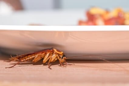 cockroach hiding spots in home
