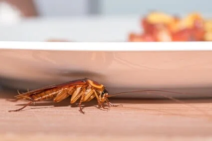 escondites de cucarachas en casa