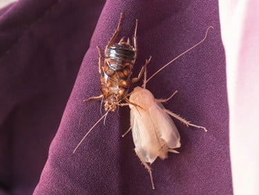 cockroach malting stages