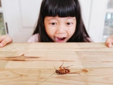 cockroach phobia