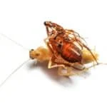 cockroach shedding exoskeleton