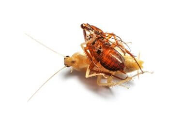 cockroach shedding exoskeleton