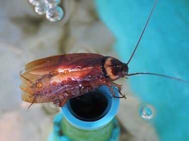 cockroaches around fish tank