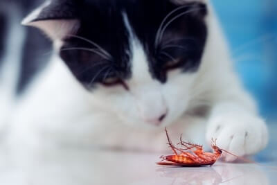 do cats keep cockroaches away?