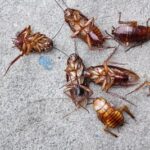 do cockroaches cannibalize?