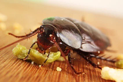 do cockroaches chirp?