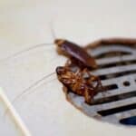 do cockroaches climb through drains?