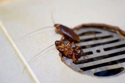 do cockroaches climb through drains?