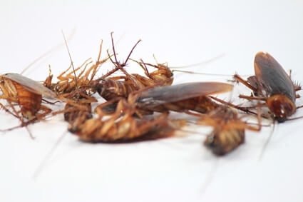 do cockroaches eat one another?