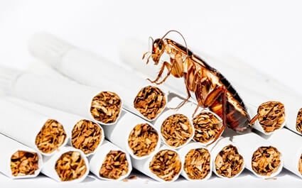 do cockroaches eat tobacco?