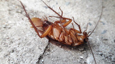 do cockroaches feel physical pain?