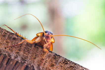 Do Cockroaches Have Brains? - Cockroach Zone