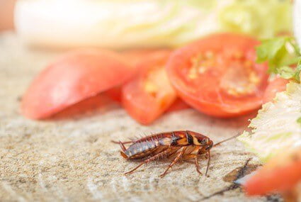 do cockroaches have teeth in their stomach?