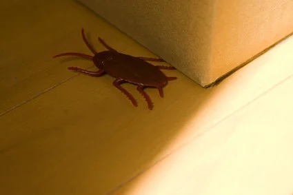 do cockroaches like cardboard boxes?