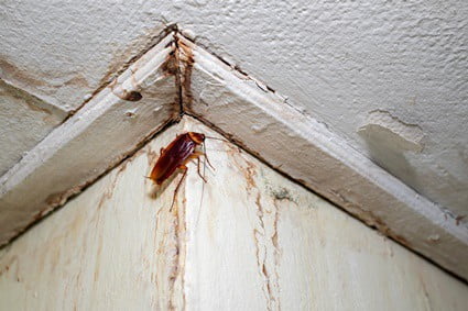 do cockroaches live in ceilings?