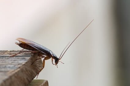 do cockroaches prefer hot or cold?